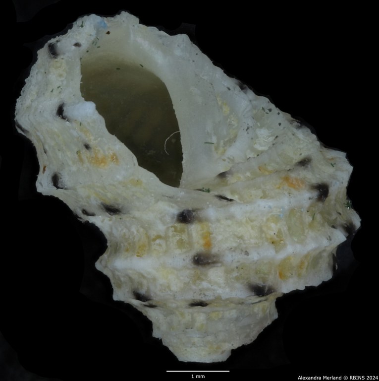 BE-RBINS-INV-MT-3408-Vaceuchelus-entienzai-pt-L2.jpg BE-RBINS-INV-MT-3408-Vaceuchelus-entienzai-pt-L2.jpg