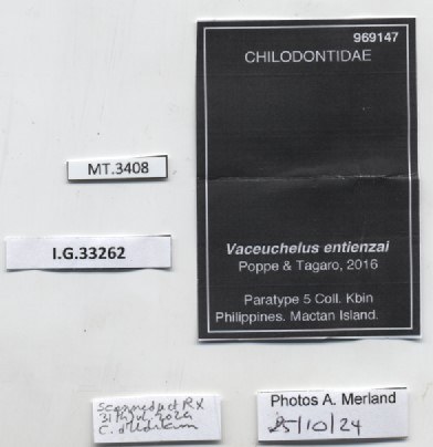 BE-RBINS-INV-MT-3408-Vaceuchelus-entienzai-pt-label.jpg BE-RBINS-INV-MT-3408-Vaceuchelus-entienzai-pt-label.jpg