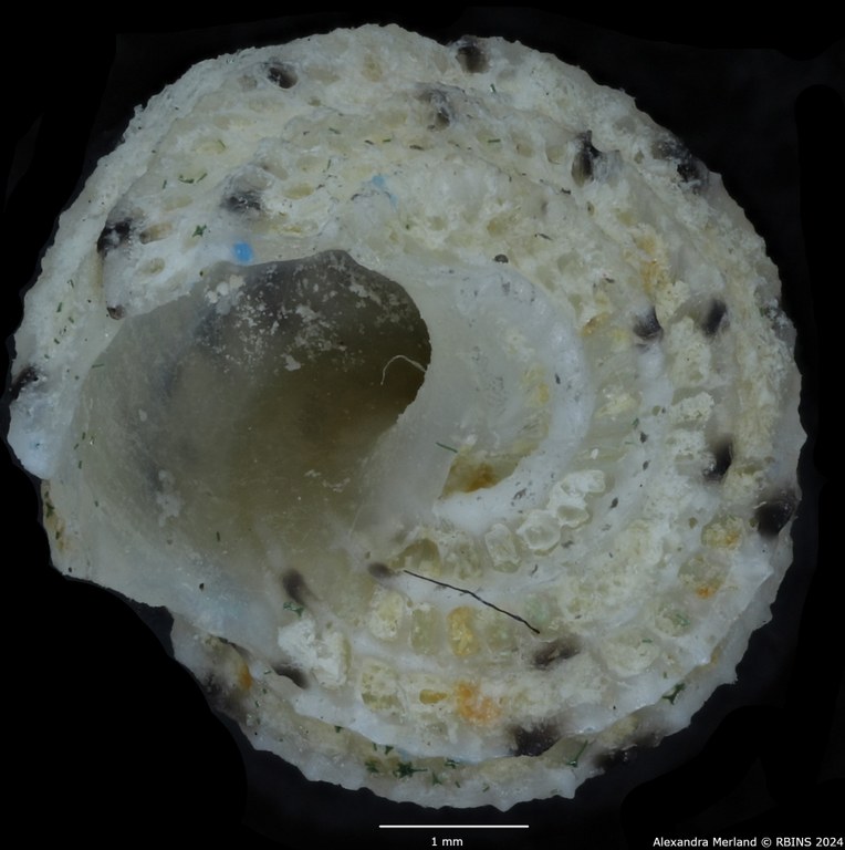 BE-RBINS-INV-MT-3408-Vaceuchelus-entienzai-pt-V.jpg BE-RBINS-INV-MT-3408-Vaceuchelus-entienzai-pt-V.jpg