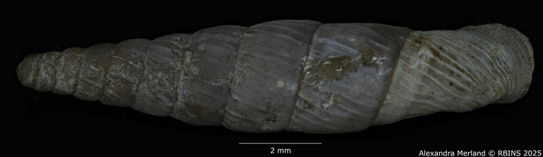 BE-RBINS-INV-MT-1478-Agathylla-sulcosa-type-D.jpg BE-RBINS-INV-MT-1478-Agathylla-sulcosa-type-D.jpg