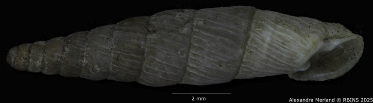 BE-RBINS-INV-MT-1478-Agathylla-sulcosa-type-L2.jpg BE-RBINS-INV-MT-1478-Agathylla-sulcosa-type-L2.jpg