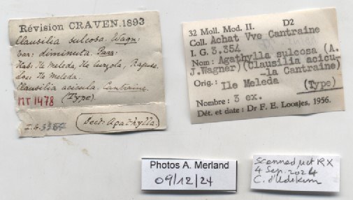 BE-RBINS-INV-MT-1478-Agathylla-sulcosa-type-label.jpg BE-RBINS-INV-MT-1478-Agathylla-sulcosa-type-label.jpg
