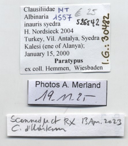 BE-RBINS-INV-MT-1557-Albinaria-inauris-syedra-pt-label.jpg