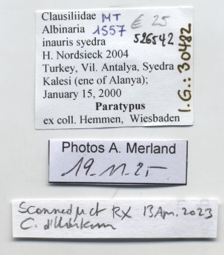 BE-RBINS-INV-MT-1557-Albinaria-inauris-syedra-pt-label.jpg