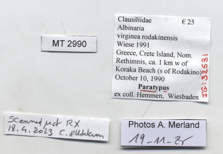 BE-RBINS-INV-MT-2990-Albinaria-virginea-rodakinensis-pt-label.jpg