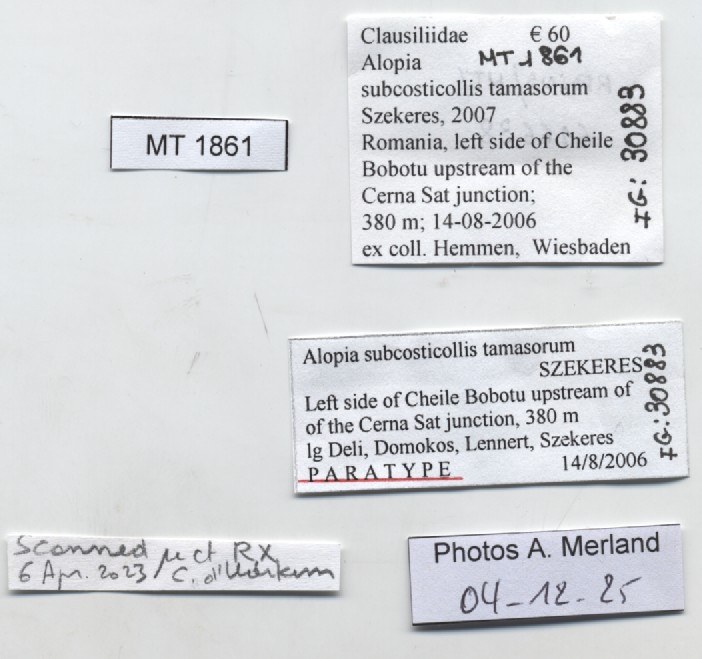BE-RBINS-INV-MT-1861-Alopia-subcosticollis-tamasorum-pt-label.jpg