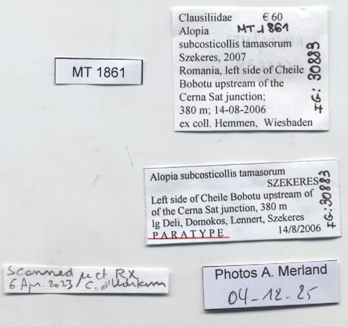 BE-RBINS-INV-MT-1861-Alopia-subcosticollis-tamasorum-pt-label.jpg