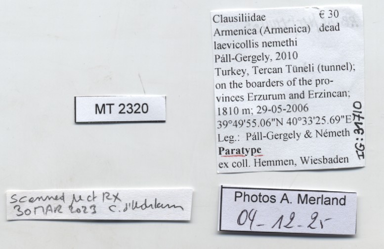 BE-RBINS-INV-MT-2320-Armenica-laevicollis-nemethi-pt-label.jpg