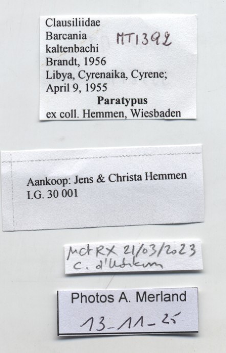 BE-RBINS-INV-MT-1392-Barcania-(Barcania)-kaltenbachi-type-label.jpg