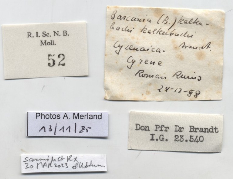 BE-RBINS-INV-MT-52-Barcania-(Barcania)-kaltenbachi-tpt-label.jpg
