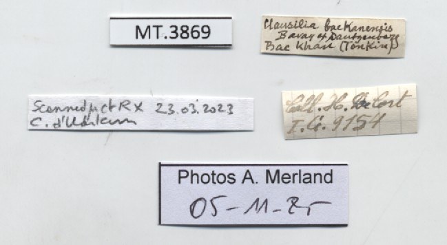 BE-RBINS-INV-MT-3869-Clausilia-backanensis-type-label.jpg