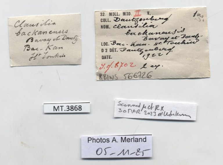 BE-RBINS-INV-MT-3868-Clausilia-backanensis-type-label.jpg