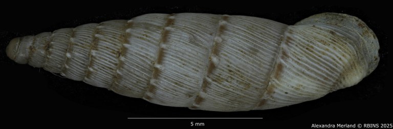 BE-RBINS-INV-MT-1524-Clausilia-bidens-type-D.jpg BE-RBINS-INV-MT-1524-Clausilia-bidens-type-D.jpg