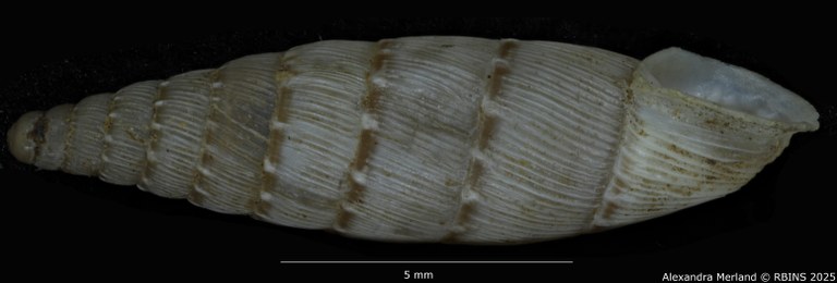 BE-RBINS-INV-MT-1524-Clausilia-bidens-type-L.jpg BE-RBINS-INV-MT-1524-Clausilia-bidens-type-L.jpg
