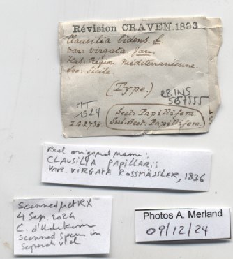 BE-RBINS-INV-MT-1524-Clausilia-bidens-type-label.jpg BE-RBINS-INV-MT-1524-Clausilia-bidens-type-label.jpg