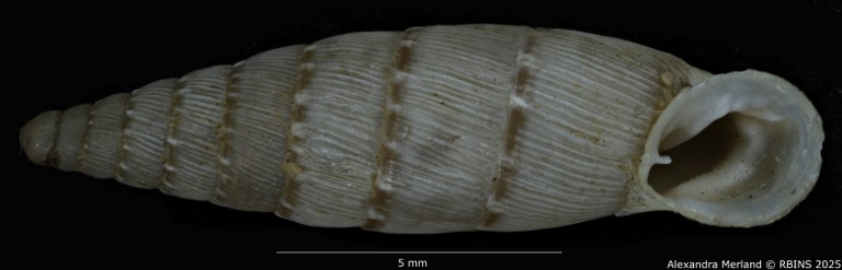 BE-RBINS-INV-MT-1524-Clausilia-bidens-type-V.jpg BE-RBINS-INV-MT-1524-Clausilia-bidens-type-V.jpg