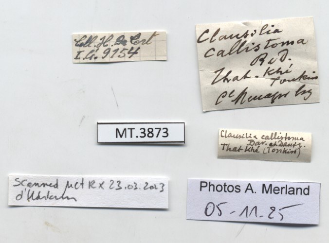 BE-RBINS-INV-MT-3873-Clausilia-callistoma-type-label.jpg