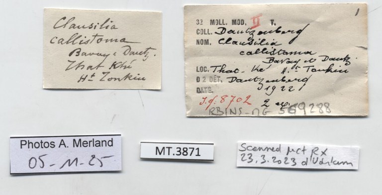 BE-RBINS-INV-MT-3871-Clausilia-callistoma-type-label.jpg