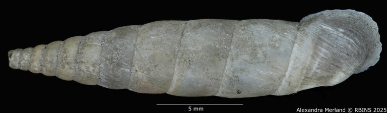 BE-RBINS-INV-MT-1567-Clausilia-cattaroensis-type-D.jpg BE-RBINS-INV-MT-1567-Clausilia-cattaroensis-type-D.jpg