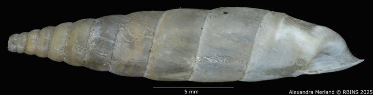 BE-RBINS-INV-MT-1567-Clausilia-cattaroensis-type-L.jpg BE-RBINS-INV-MT-1567-Clausilia-cattaroensis-type-L.jpg