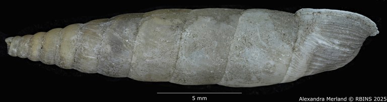 BE-RBINS-INV-MT-1567-Clausilia-cattaroensis-type-L2.jpg BE-RBINS-INV-MT-1567-Clausilia-cattaroensis-type-L2.jpg
