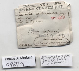 BE-RBINS-INV-MT-1567-Clausilia-cattaroensis-type-label.jpg BE-RBINS-INV-MT-1567-Clausilia-cattaroensis-type-label.jpg