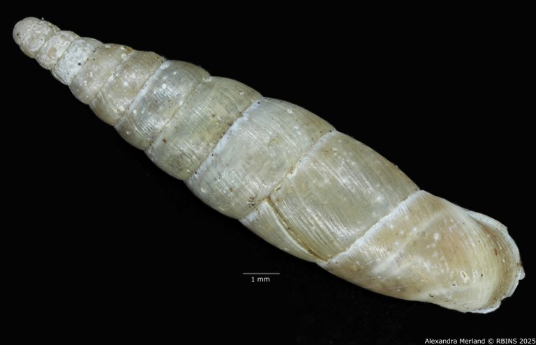 BE-RBINS-INV-MT-1582-Clausilia-commutata-type-D.jpg BE-RBINS-INV-MT-1582-Clausilia-commutata-type-D.jpg