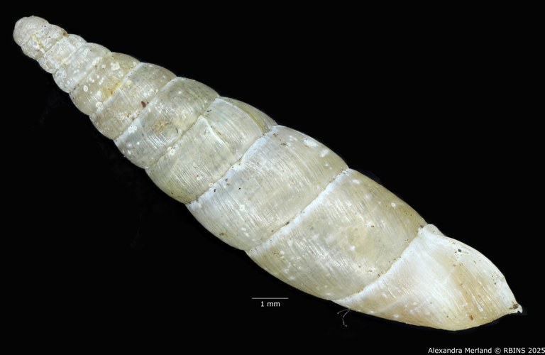 BE-RBINS-INV-MT-1582-Clausilia-commutata-type-L2.jpg BE-RBINS-INV-MT-1582-Clausilia-commutata-type-L2.jpg