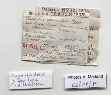 BE-RBINS-INV-MT-1582-Clausilia-commutata-type-label.jpg