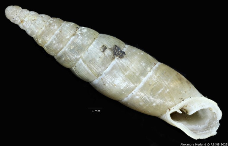 BE-RBINS-INV-MT-1582-Clausilia-commutata-type-V.jpg BE-RBINS-INV-MT-1582-Clausilia-commutata-type-V.jpg