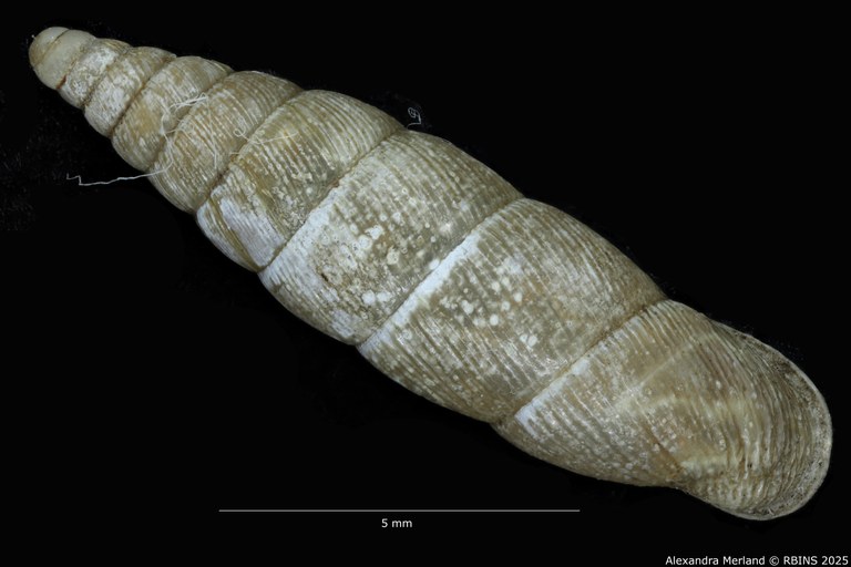 BE-RBINS-INV-MT-1583-Clausilia-commutata-type-D.jpg
