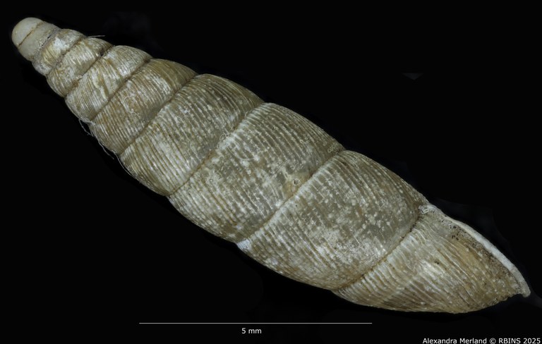 BE-RBINS-INV-MT-1583-Clausilia-commutata-type-L.jpg