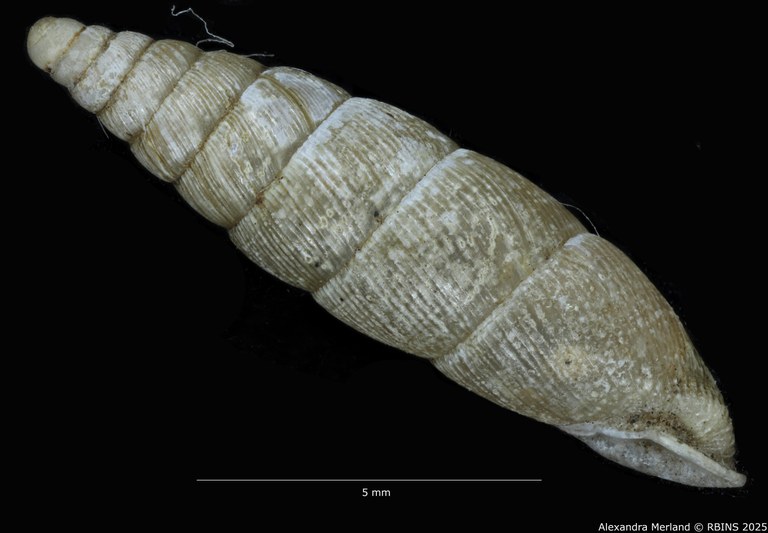 BE-RBINS-INV-MT-1583-Clausilia-commutata-type-L2.jpg