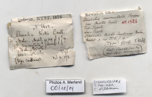 BE-RBINS-INV-MT-1583-Clausilia-commutata-type-label.jpg