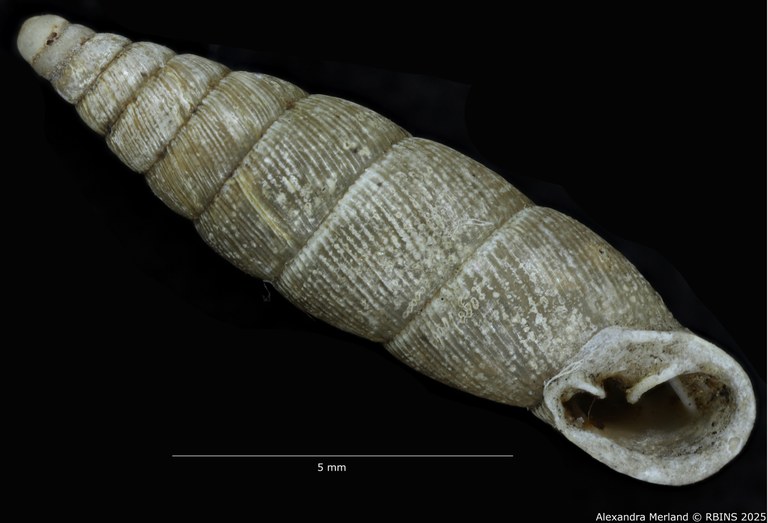 BE-RBINS-INV-MT-1583-Clausilia-commutata-type-V.jpg
