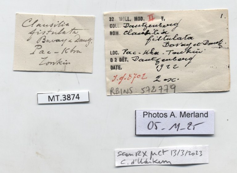BE-RBINS-INV-MT-3874-Clausilia-fistulata-type-label.jpg