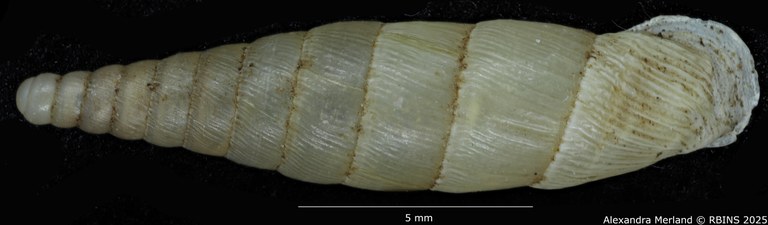 BE-RBINS-INV-MT-1585-Clausilia-gastrolepta-type-D.jpg