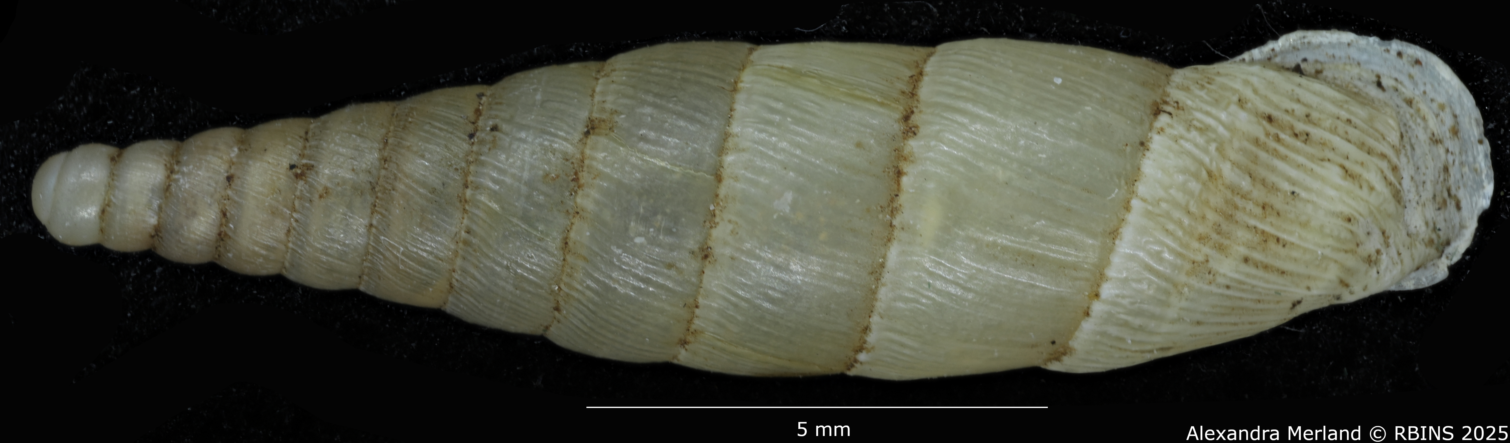 BE-RBINS-INV-MT-1585-Clausilia-gastrolepta-type-D.jpg