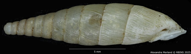 BE-RBINS-INV-MT-1585-Clausilia-gastrolepta-type-L.jpg