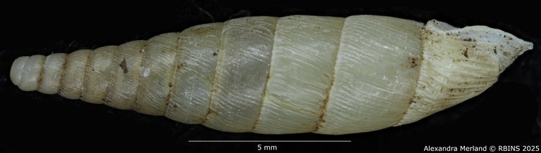 BE-RBINS-INV-MT-1585-Clausilia-gastrolepta-type-L2.jpg