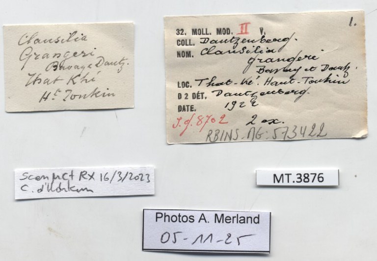 BE-RBINS-INV-MT-3876-Clausilia-grangeri-type-label.jpg