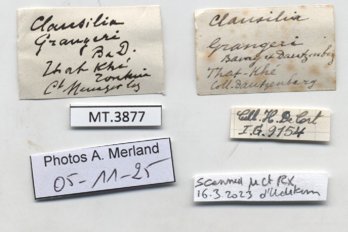 BE-RBINS-INV-MT-3877-Clausilia-grangeri-type-label.jpg