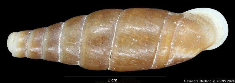 BE-RBINS-INV-MT-3025-Clausilia-grangeri-type-D.jpg BE-RBINS-INV-MT-3025-Clausilia-grangeri-type-D.jpg