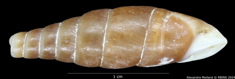 BE-RBINS-INV-MT-3025-Clausilia-grangeri-type-L.jpg