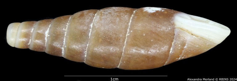 BE-RBINS-INV-MT-3025-Clausilia-grangeri-type-L2.jpg BE-RBINS-INV-MT-3025-Clausilia-grangeri-type-L2.jpg