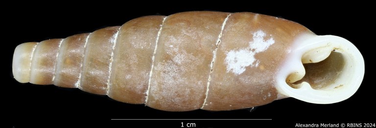 BE-RBINS-INV-MT-3025-Clausilia-grangeri-type-V.jpg BE-RBINS-INV-MT-3025-Clausilia-grangeri-type-V.jpg