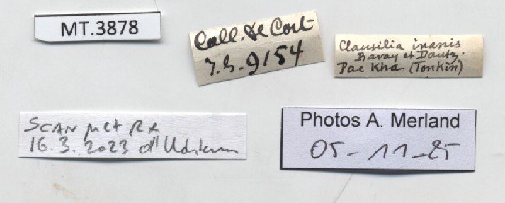BE-RBINS-INV-MT-3878-Clausilia-inanis-type-label.jpg