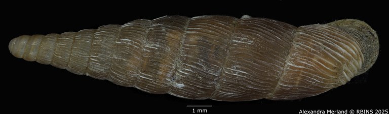 BE-RBINS-INV-MT-1600-Clausilia-lineolata-type-D.jpg BE-RBINS-INV-MT-1600-Clausilia-lineolata-type-D.jpg