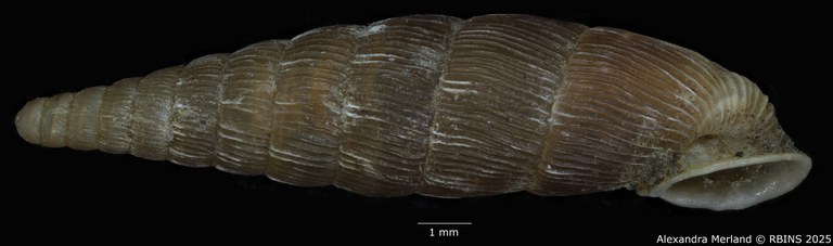 BE-RBINS-INV-MT-1600-Clausilia-lineolata-type-L.jpg BE-RBINS-INV-MT-1600-Clausilia-lineolata-type-L.jpg