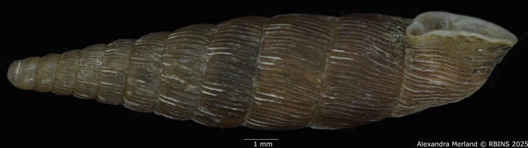 BE-RBINS-INV-MT-1600-Clausilia-lineolata-type-L2.jpg BE-RBINS-INV-MT-1600-Clausilia-lineolata-type-L2.jpg
